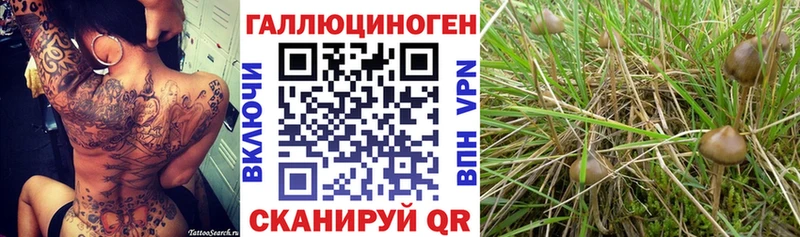 Псилоцибиновые грибы Psilocybe  Верхняя Тура 